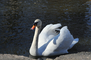 One elegant white swan (cygnus olor) resting on the dark water of a pond in sunny day. Closeup portrait of mute swan swimming in the pond.