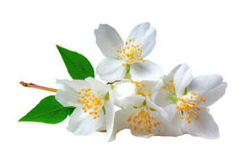 A bunch of white flowers with yellow centers. The flowers are arranged in a way that they are not overlapping each other, png