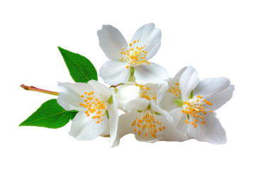 A bunch of white flowers with yellow centers. The flowers are arranged in a way that they are not overlapping each other, png