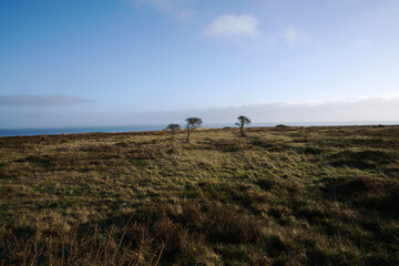 Heidelandschaft an der n&ouml;rdlichen Nordsee bei Sonnenlicht.