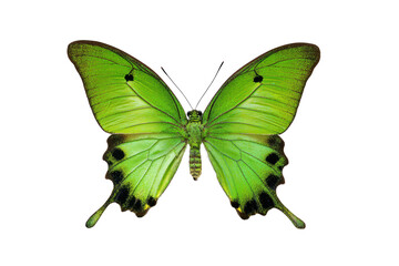 A green butterfly with black spots on its wings. The butterfly is standing on a white background. Concept of tranquility and beauty, as the butterfly's vibrant colors, png