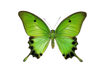 A green butterfly with black spots on its wings. The butterfly is standing on a white background. Concept of tranquility and beauty, as the butterfly's vibrant colors, png
