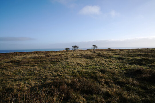 Heidelandschaft an der n&ouml;rdlichen Nordsee bei Sonnenlicht.