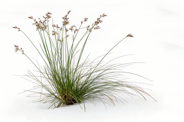 Juncus effusus