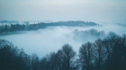 Misty Forest Landscape in Early Morning Light