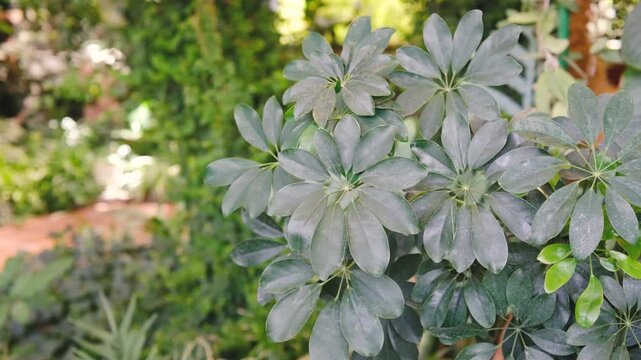 Schefflera plant leaves with lush green foliage in soft sunlight.
