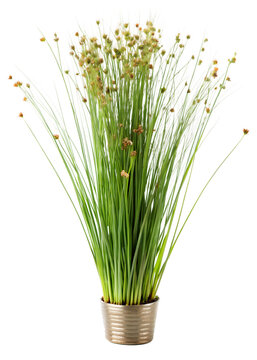 Juncus effusus 
