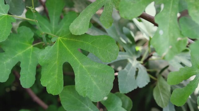 Close up of fresh green fig leaves and branches in nature detail