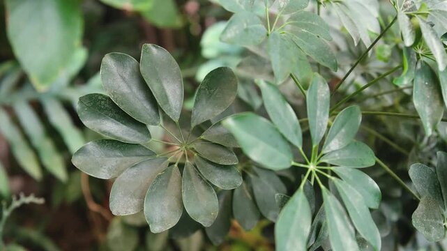 Schefflera leaves cluster with soft focus background on green foliage plant detail close up