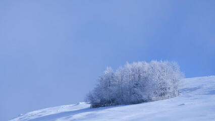 Snow-covered hillside with a cluster of frosted trees under a clear blue sky, creating a serene winter landscape with a peaceful atmosphere and natural beauty