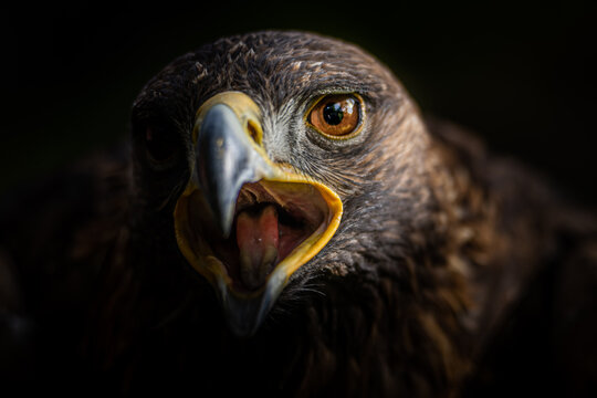 A close-up shot of a hawk with its mouth open, showing its sharp beak and intense eyes. The hawk appears to be vocalizing or reacting to something in its environment.