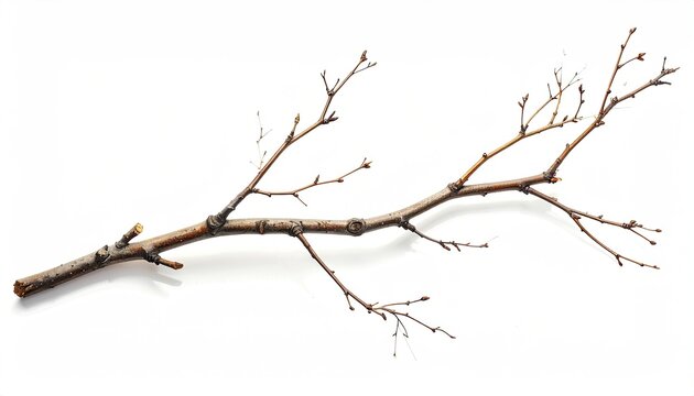 A bare tree branch lying isolated on a clean white surface