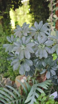 Schefflera plant leaves with soft green foliage in a garden setting with water reflection