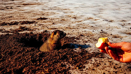 A cute groundhog peeks out of its winter burrow, surrounded by mud and melting snow, as it's offered a piece of apple by a human hand. Celebrating Groundhog Day and the anticipation of spring weather