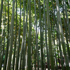 Landscape of a dense, vertical bamboo forest bathed in sunlight