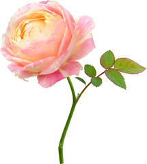 Obraz premium Rose flowers focus stacking close up isolated for love wedding and valentines day