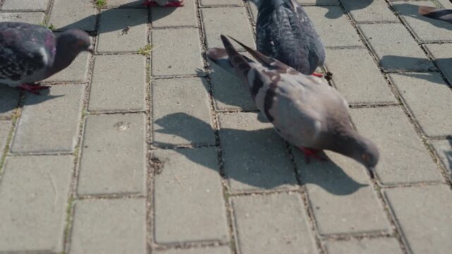 Sunlit urban pavement with pigeons foraging, scattered flock pecking crumbs, textured concrete tiles, long bird shadows, groundlevel perspective, subtle midday light, grey feathers and red feet,