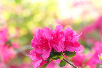 植物　花　夕方　風景