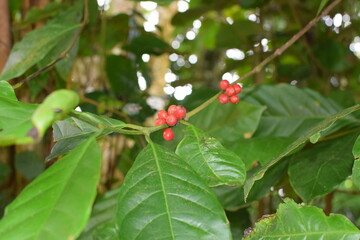 Fototapeta premium Beautiful Red coffee Growing on a Green Tree Branch in a Calm Tropical Forest Environment