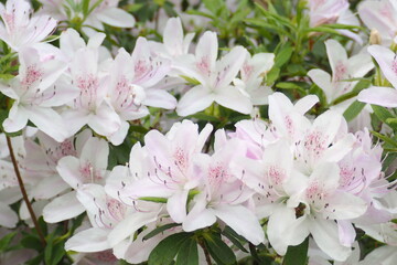 植物　花　夕方　風景