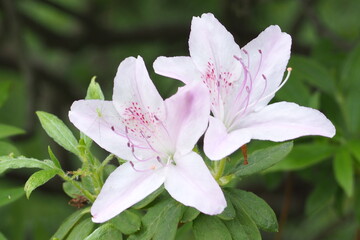 植物　花　夕方　風景