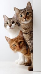 Three curious cats peek around a white corner. These adorable felines, featuring ginger and tabby fur, showcase playful friendship and expressive eyes.