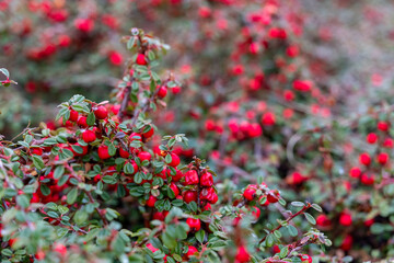 Vibrant red berries glistening under soft sunlight in a lush green landscape