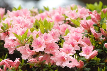 植物　自然　花　満開