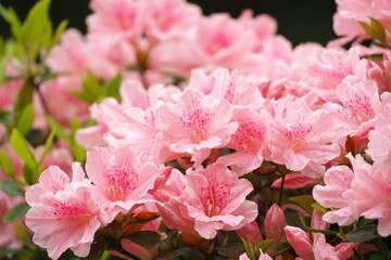 植物　自然　花　満開