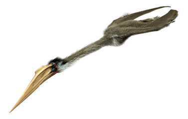 3D Rendering Dinosaur Quetzalcoatlus on White © photosvac