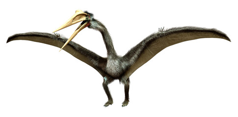 3D Rendering Dinosaur Quetzalcoatlus on White © photosvac