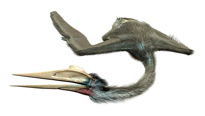 3D Rendering Dinosaur Quetzalcoatlus on White © photosvac