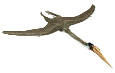 3D Rendering Dinosaur Quetzalcoatlus on White © photosvac