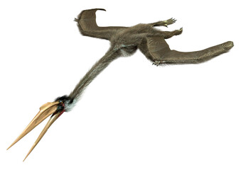 3D Rendering Dinosaur Quetzalcoatlus on White © photosvac
