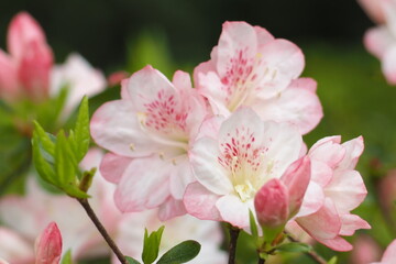 植物　花　夕方　風景