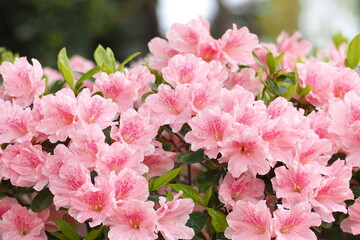 植物　自然　花　満開