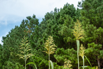 Flowering tops of cornstalks with pine trees in background