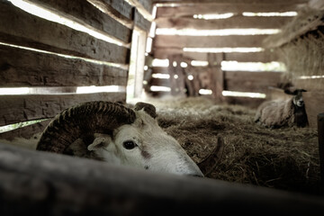Closeup portrait of a ram in a small barn paddock