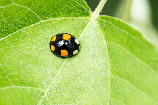 Asiatischer Marienk&auml;fer (Harmonia axyridis)