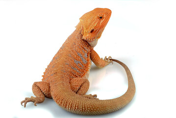 a bearded dragon on a white background