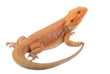 a bearded dragon on a white background