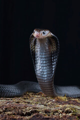 a cobra snake in alert position