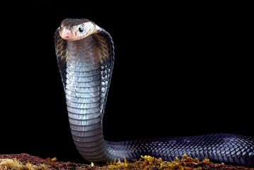 a cobra snake in alert position