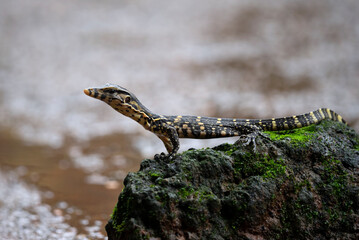 a small monitor lizard was on the edge of the river