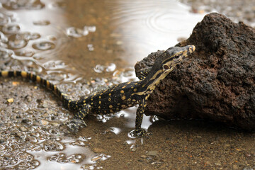 a small monitor lizard was on the edge of the river