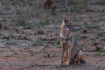 Indian jackal