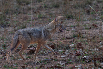 Indian jackal