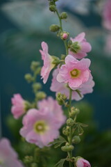 Fototapeta premium Mallows