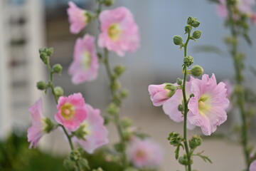 Obraz premium Mallows