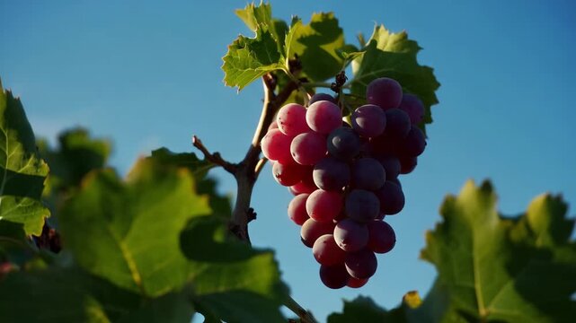 Purple grapes in blue sky. Ripe dark grapes hanging from a vine against a clear blue sky, capturing the essence of harvest and natural abundance.